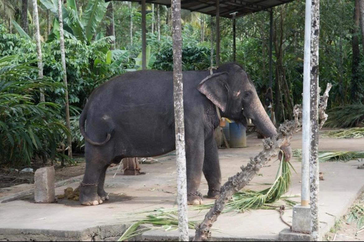 Cassells Jungle Resorts Thekkady Vandiperiyār Eksteriør bilde