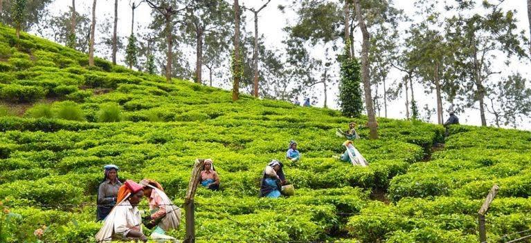 Cassells Jungle Resorts Thekkady Vandiperiyār Eksteriør bilde