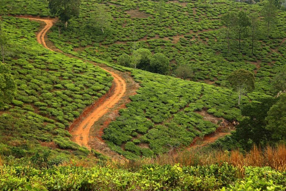 Cassells Jungle Resorts Thekkady Vandiperiyār Eksteriør bilde